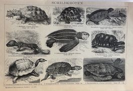 Orig. Holzstich um 1895 - Schildkröten