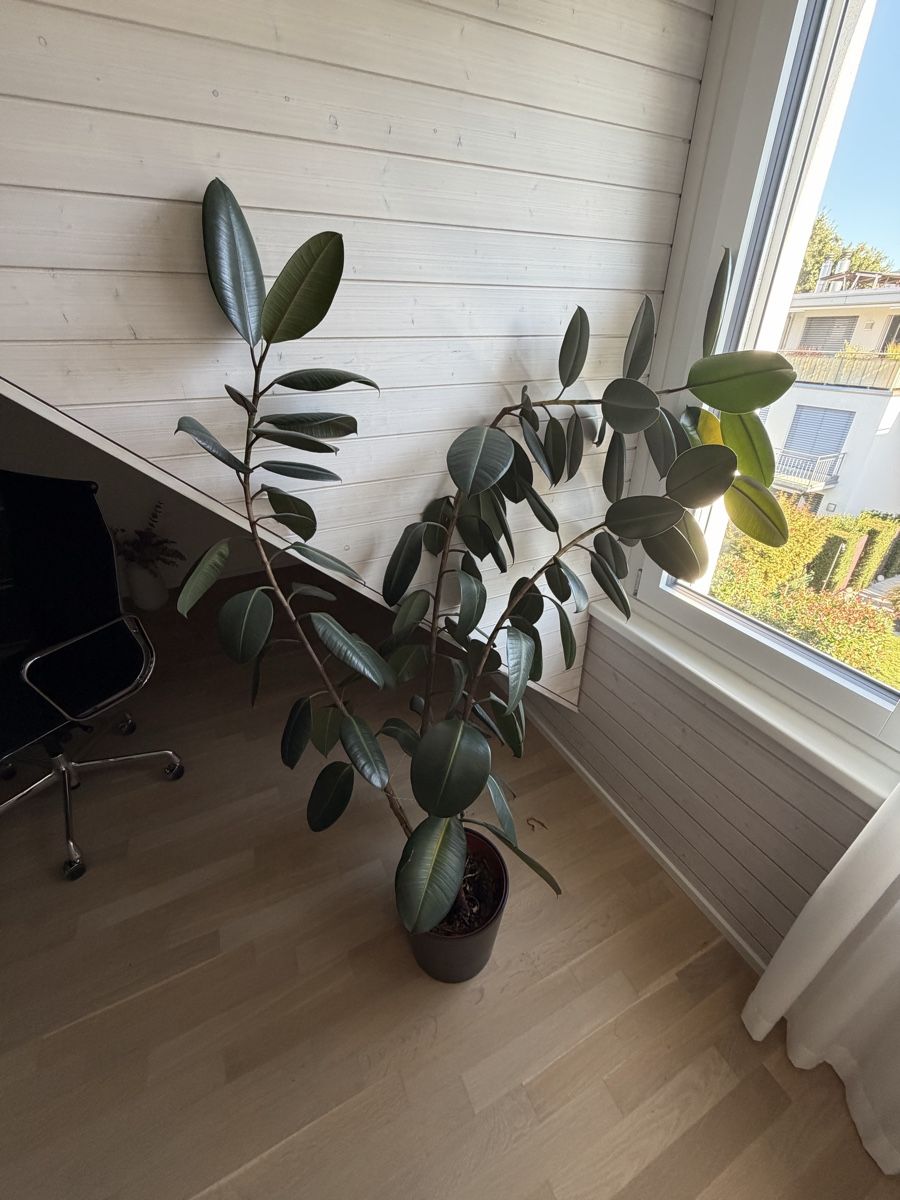 Plantes & graines: Gummibaum – D'occasion à Greifensee par daniel1982