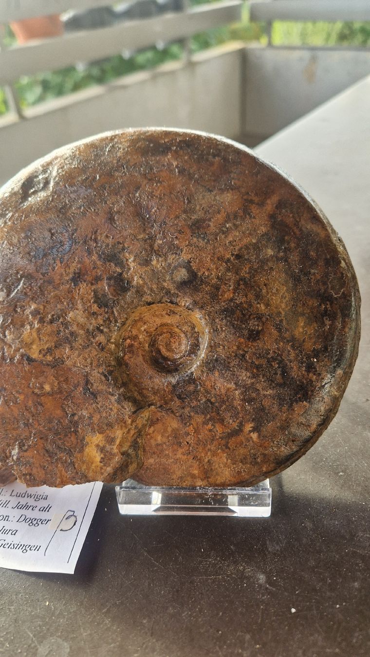 Fossili: Grösserer Ammonit Ludwigia  – Usato da Niederhasli venduto da rehauge01 4