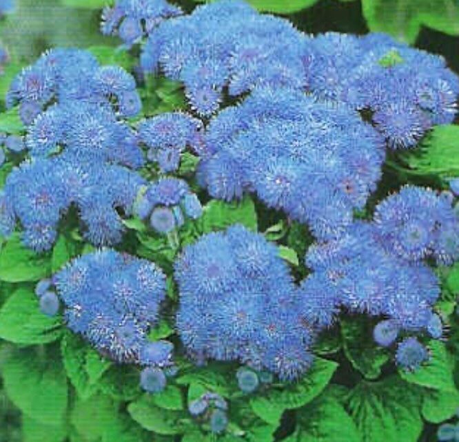 Pflanzen & Samen: 50 SAMEN GRAINES LEBERBALSAM NIEDER – Neu und originalverpackt aus Rovio von POSITIFFARTandPLANTS 1