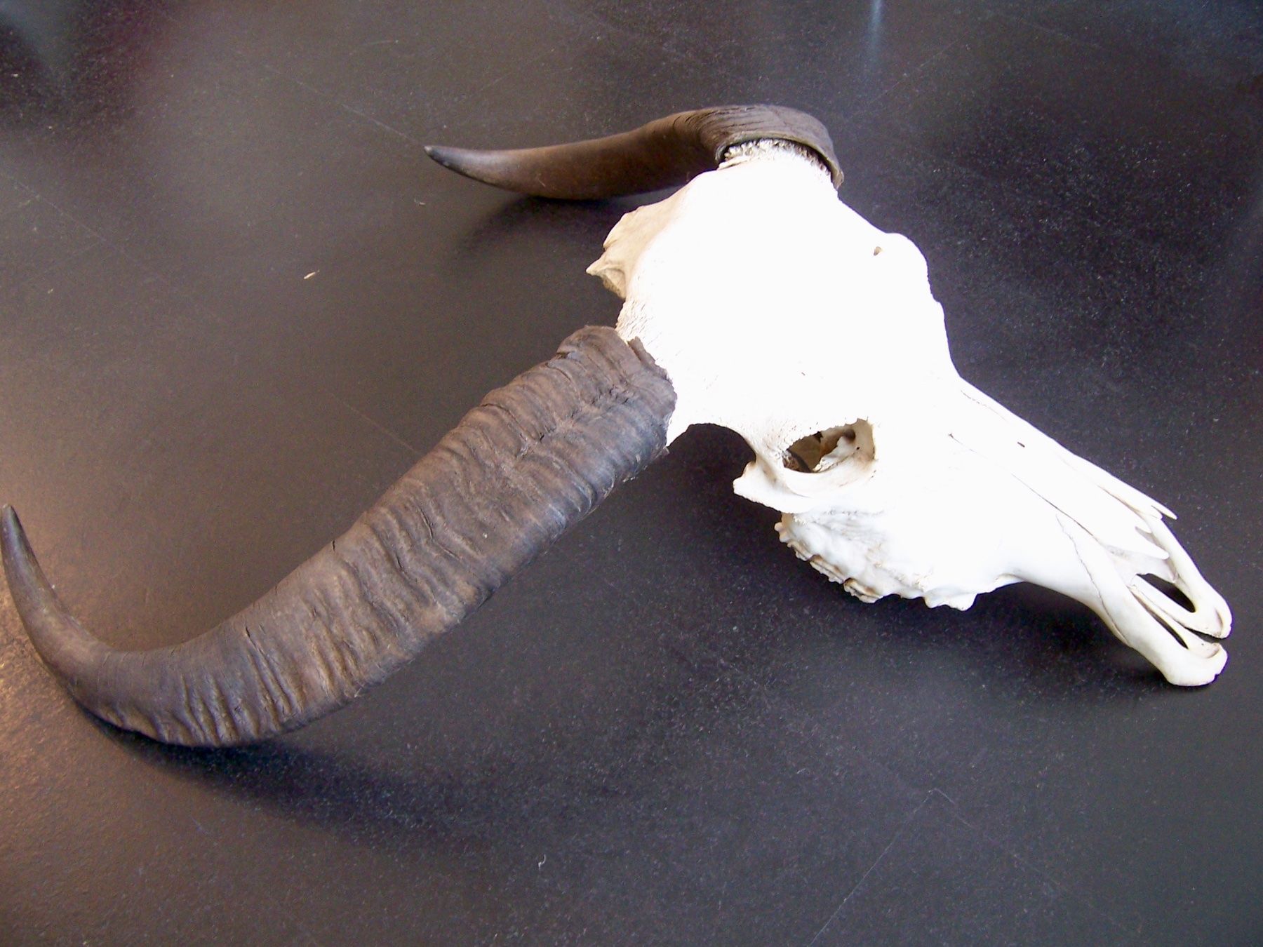 Welt der Tiere: Schädel WASSERBÜFFEL BUFFALO BÜFFEL – Neu (gemäss Beschreibung) aus Kerzers von zimmergruen 5