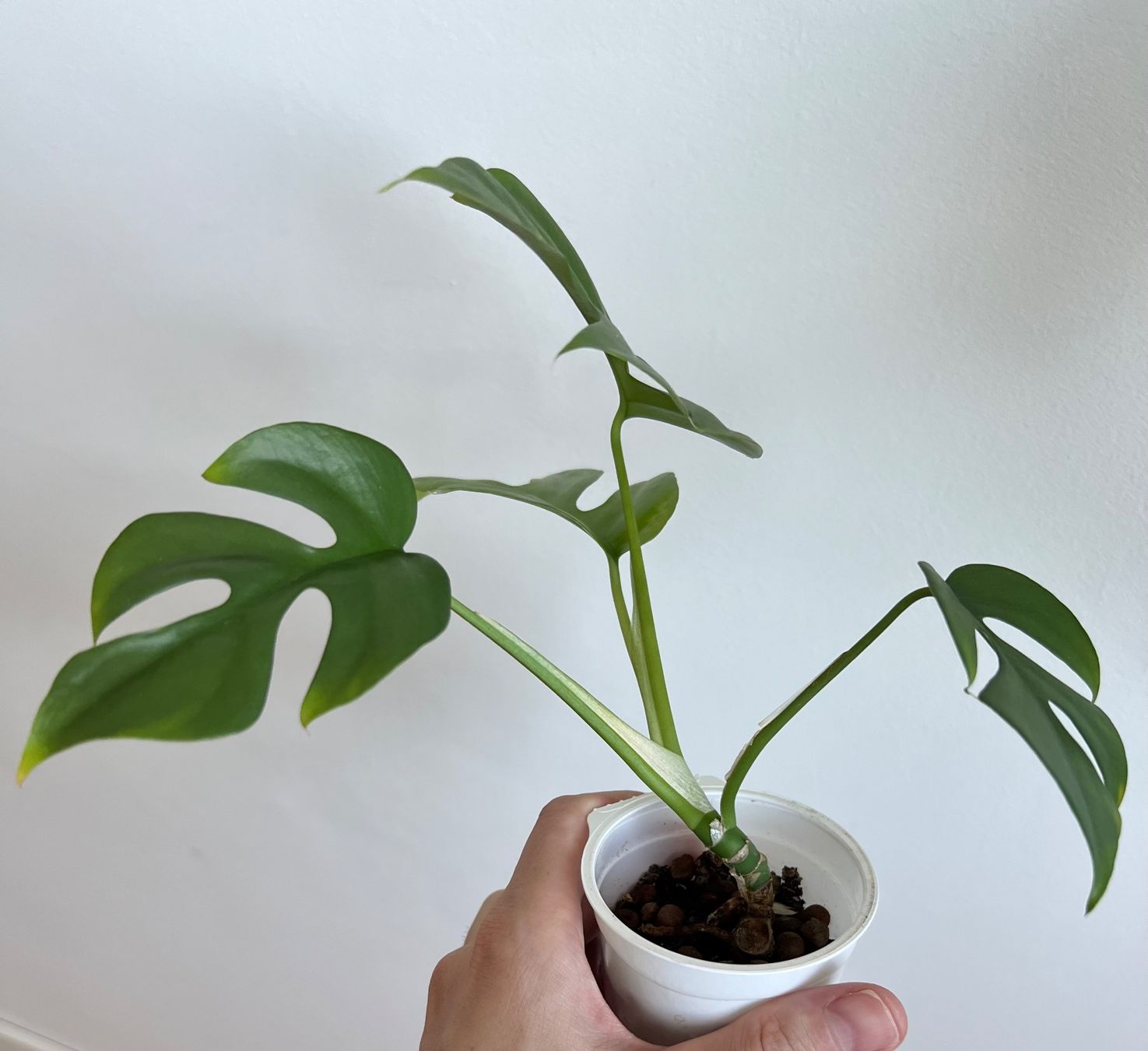 Piante & sementi: Monstera minima💚 – Usato da Glattpark(Opfikon) venduto da ste_n99y 5