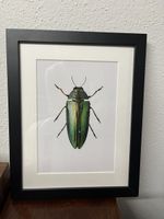Gerahmtes Käferbild 20x30cm - Top Zustand!