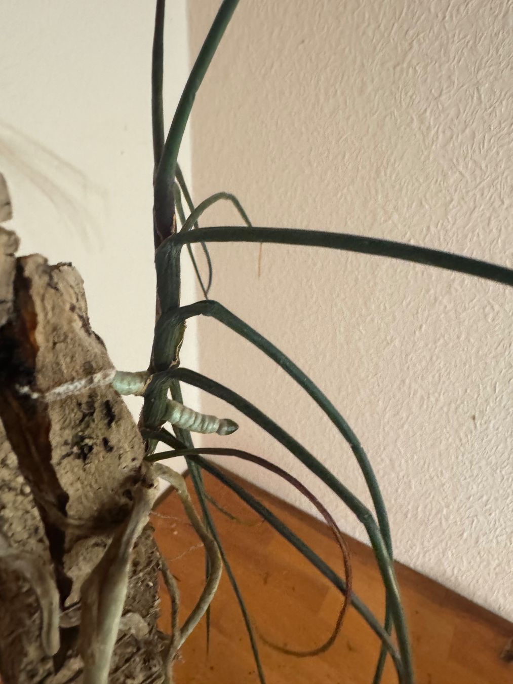 Plantes & graines: Holcoglossum kimballianum – D'occasion à Männedorf par mrclst 4