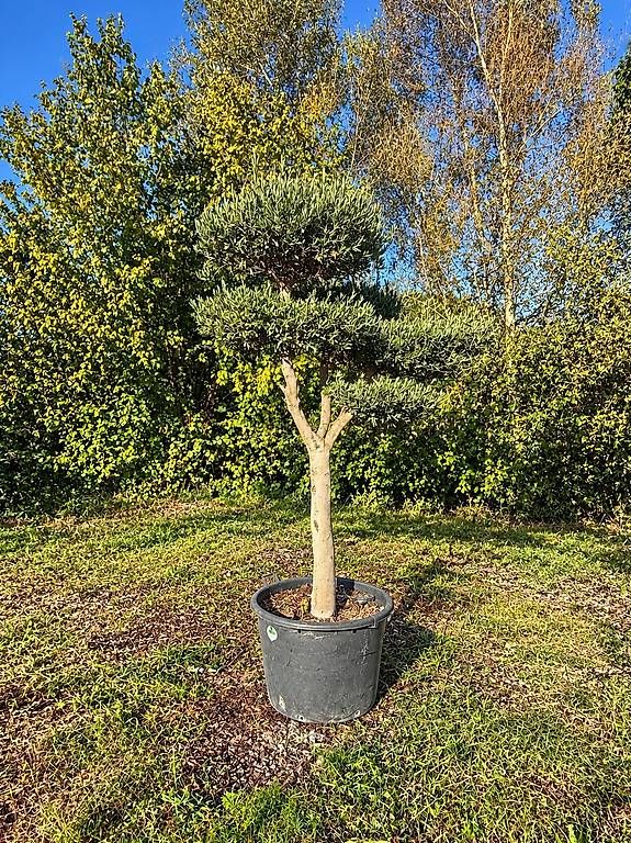 Piante & sementi: Olivenbaum "Pom-Pom "winterhart" – Nuovo e nell'imballaggio originale da Zuckenriet venduto da Thur_Plant