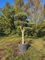 Olivenbaum "Pom-Pom "winterhart"