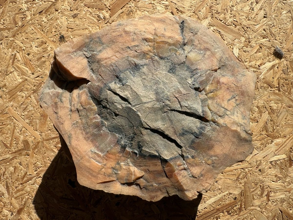 Fossili: Fossiles Holz – Usato da Biel/Bienne venduto da nimmes 4
