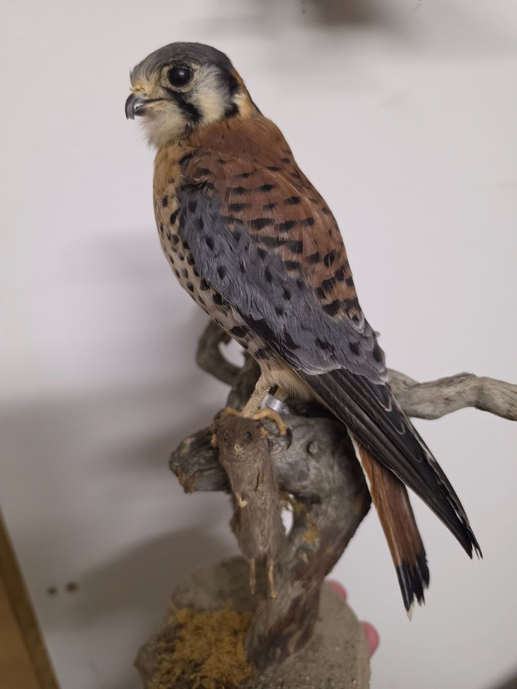 Il mondo degli animali: Präparat Buntfalke mit Beute – Usato da Oberrindal venduto da Ketupu