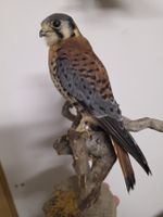 Präparat Buntfalke mit Beute