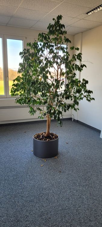 Baum Fur Topf
