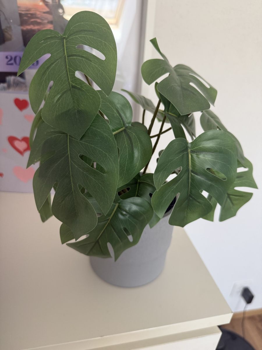 Piante & sementi: Kunstpflanze Monstera mit Topf – Nuovo (secondo la descrizione) da Hüttwilen venduto da sar_8gj7