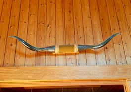 Texas Longhorn