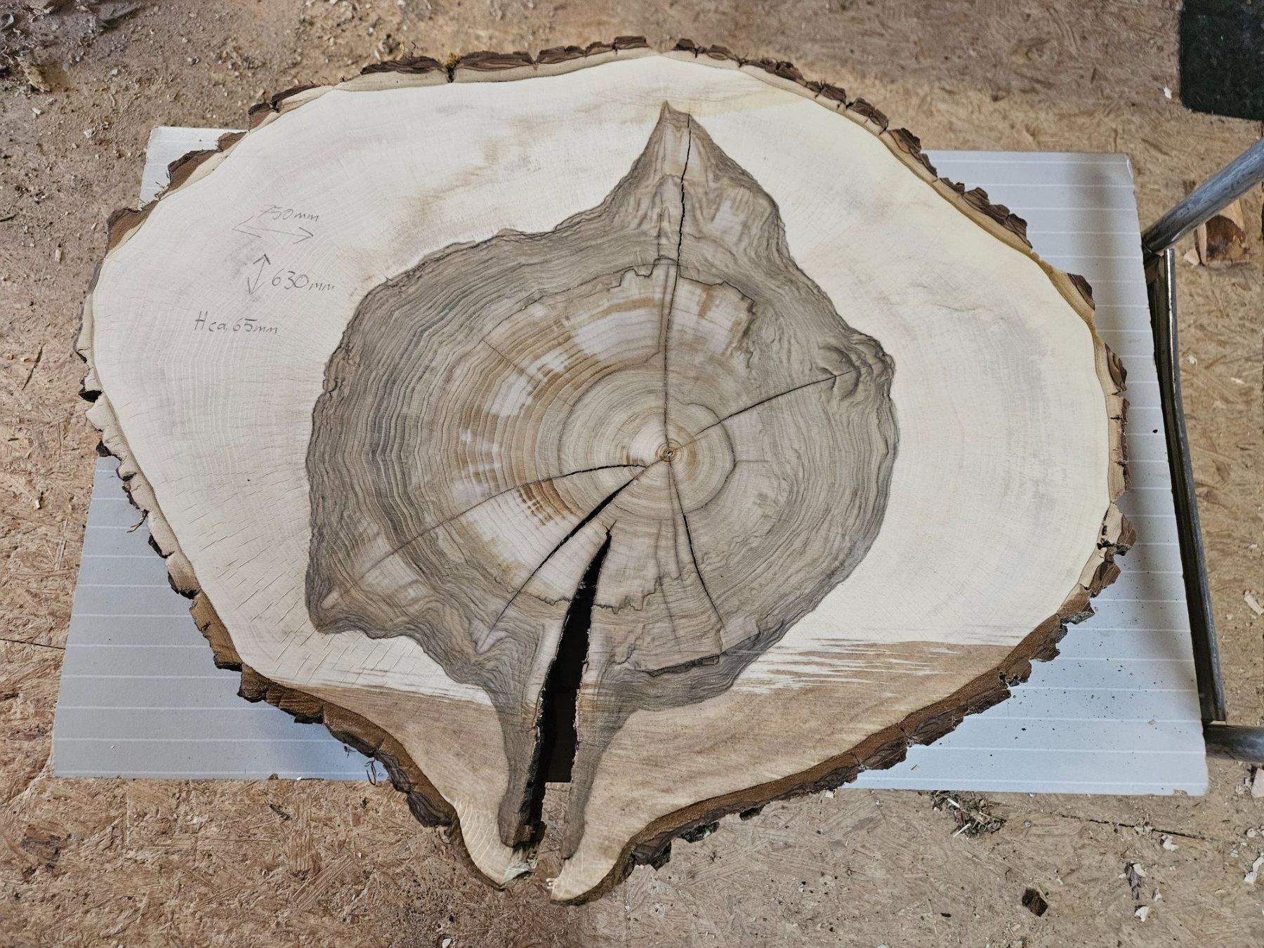Holzartikel: Nussbaum Holz Baumscheibe – Neu (gemäss Beschreibung) aus Schangnau von egli6.2