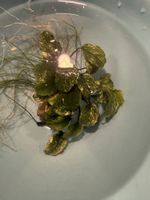 Anubia variegata Aquarienpflanze selten
