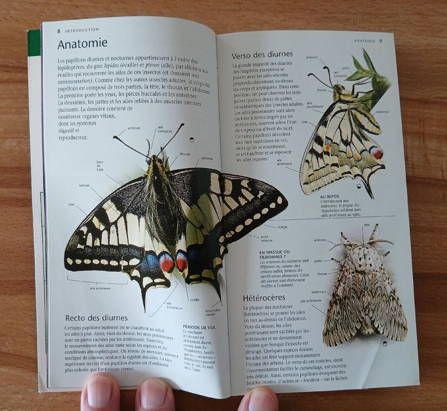 Libri: Papillons, Nature en poche – Usato da Le Sentier venduto da arc_2thy 4