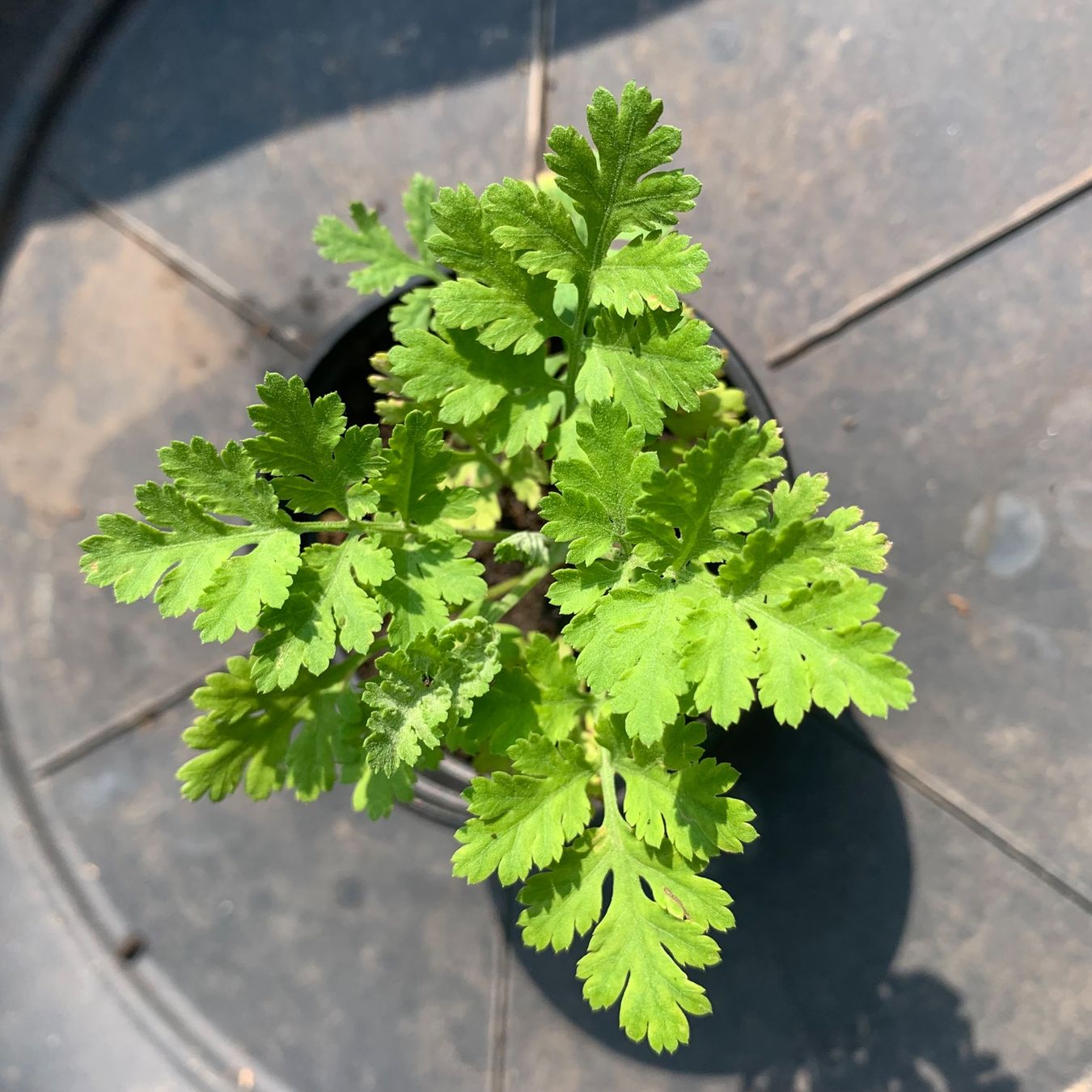 Plantes & graines: Mutterkraut / Pflanze gegen Migräne – Neuf (Voir description) à Hinteregg par ERFOLG78 1