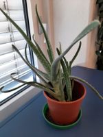 Aloe Vera Pflanze im Topf 