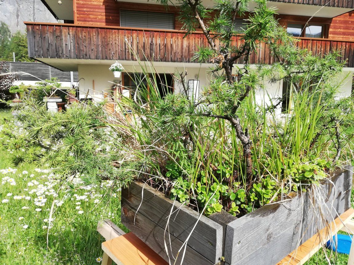 Plantes & graines: Lärchen Gruppe – D'occasion à Kandersteg par erh_5q7k 1