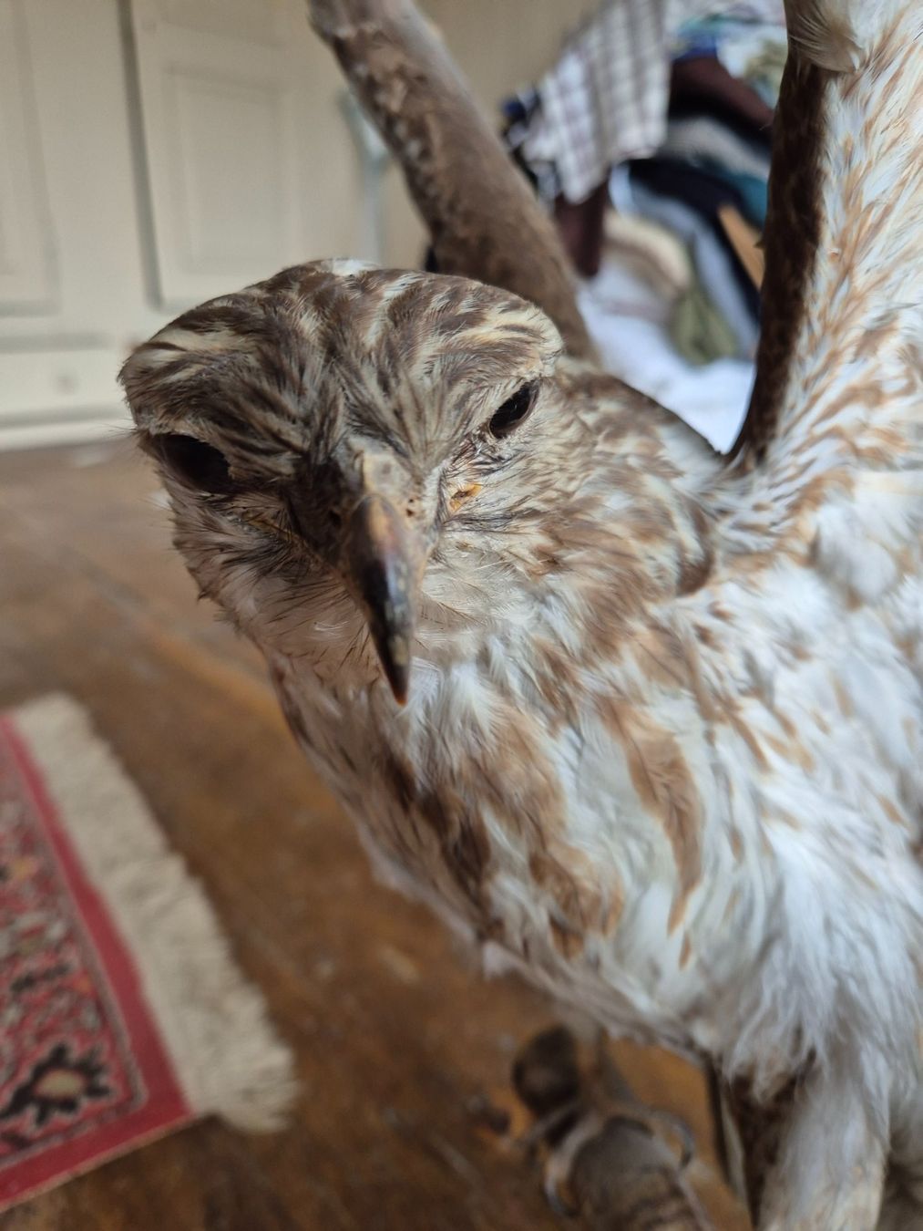 Monde des animaux: ausgestopfter Vogel – D'occasion à Brunnadern par eichmann.anton 1