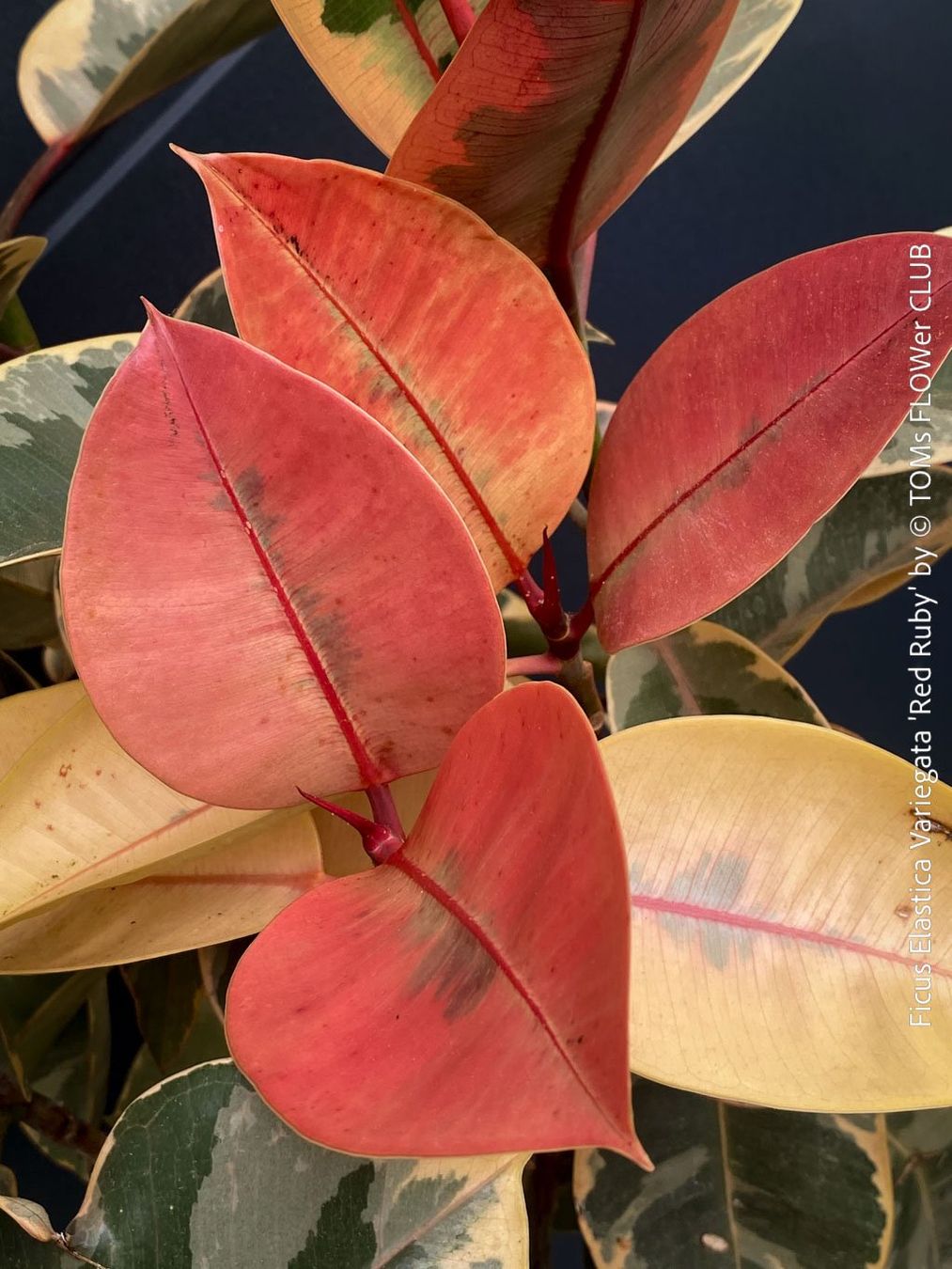 Piante & sementi: Ficus Elastica Variegata Red Ruby - rund 140cm Bäumchen – Nuovo e nell'imballaggio originale da Adliswil venduto da TAKEYOURPLANT 2