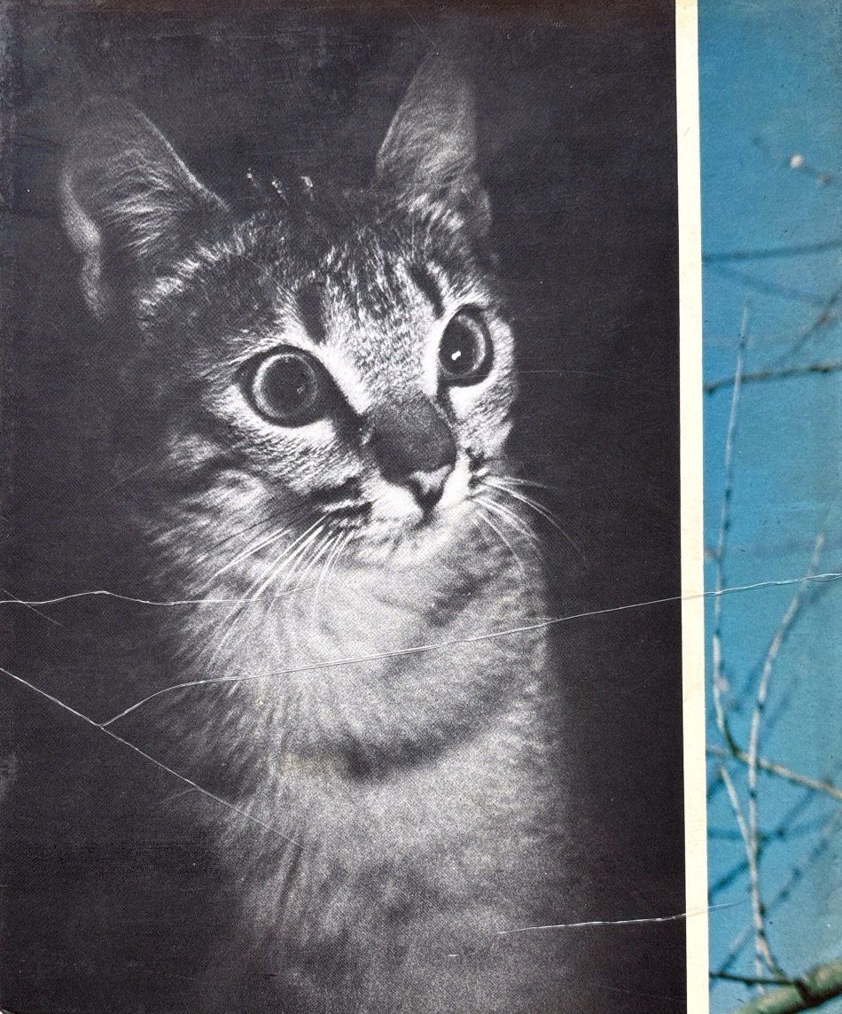 Libri: Katzen die wir lieben – Nuovo (secondo la descrizione) da Sarnen venduto da Livres 1