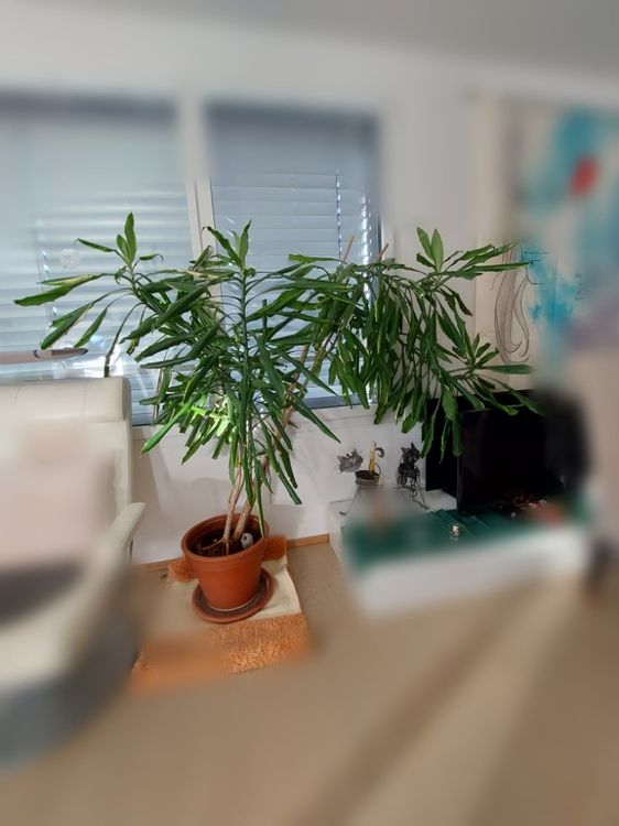 56+ Garten Grosse Yucca Kaufen, Unsere yucca rostrata pflanzen sind