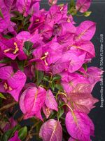 Bougainvillea Glabra - mediterranes Blütenmeer - 70cm gross