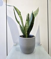 Pflanze Sansevieria / Bogenhanf 43 cm inklusive Keramiktopf