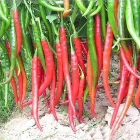 Piante & sementi: Piment chinois géant ! RARE ! 15g – Nuovo (secondo la descrizione) da Bremblens venduto da FIBONACCI369 1