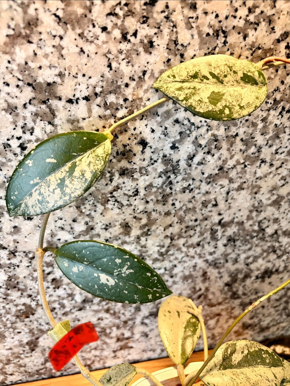 Piante & sementi: Hoya carnosa WILBUR GRAVES – Usato da Kaiseraugst venduto da dka_b97z 1
