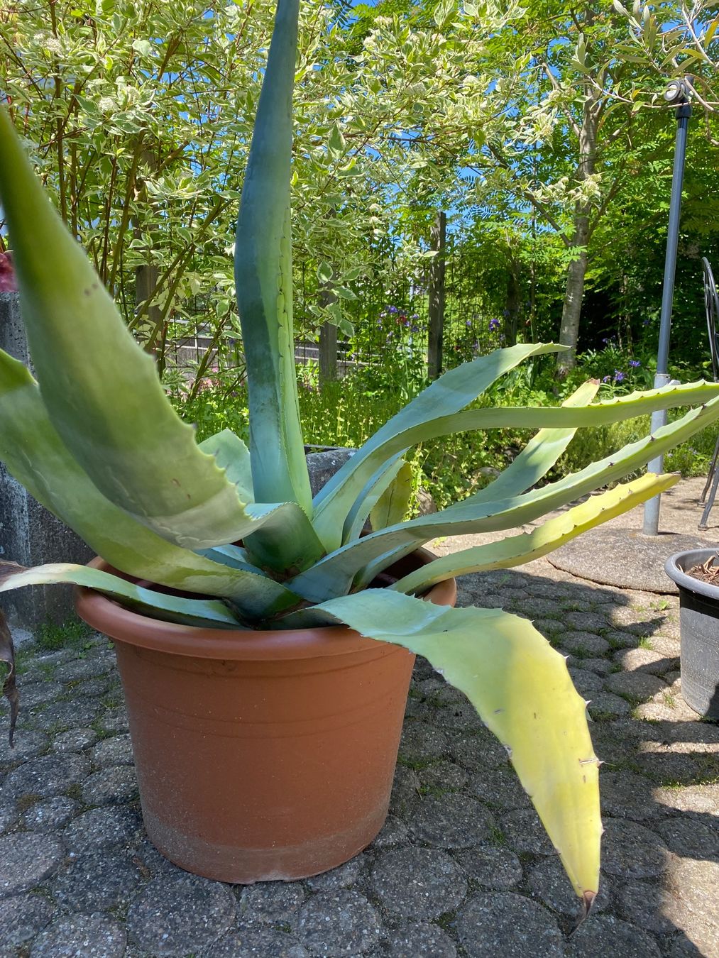 Piante & sementi: Agave Americana ca. 100 cm hoch – Nuovo (secondo la descrizione) da Ottikon venduto da lo99 3