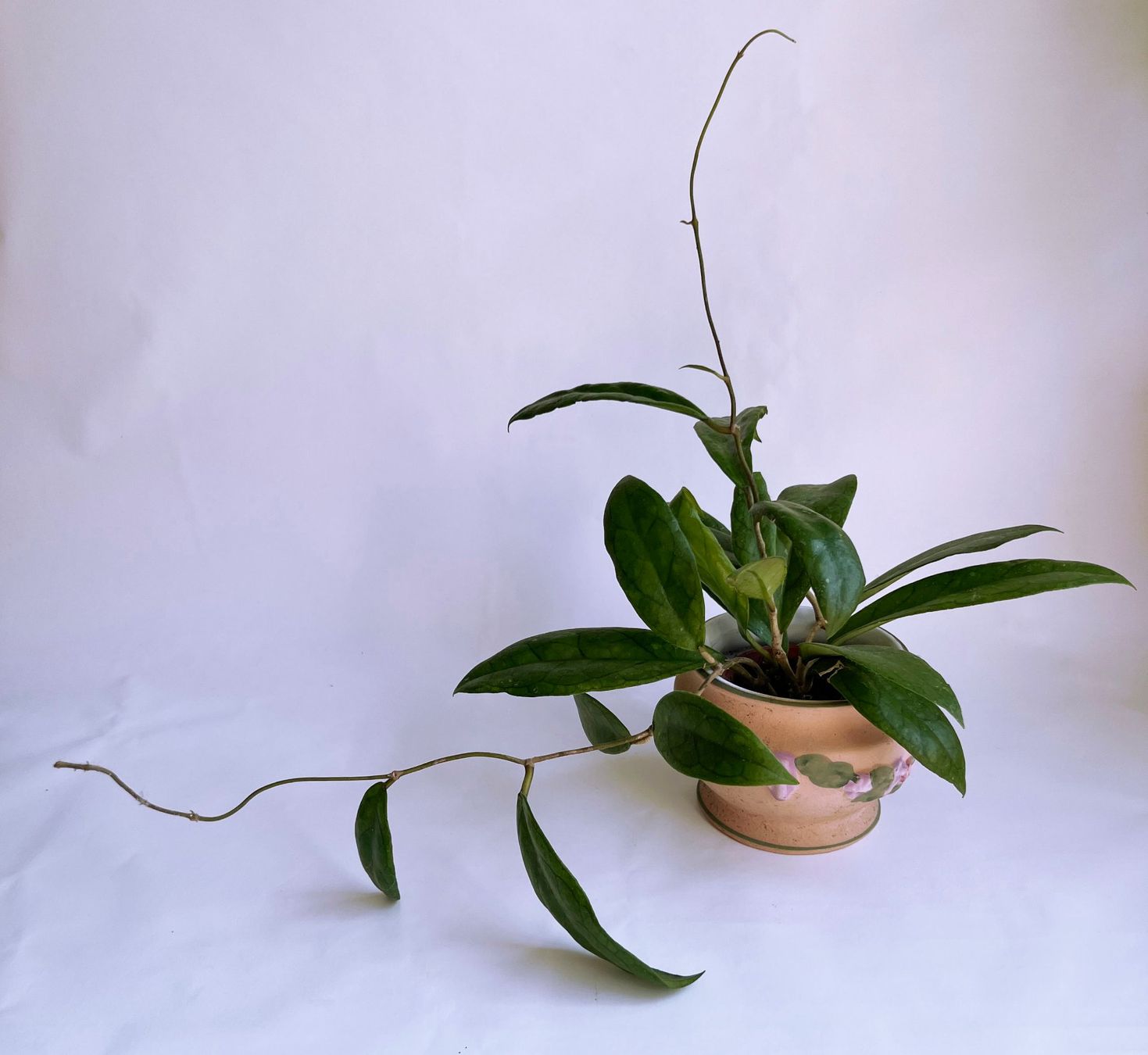 Piante & sementi: Hoya*Finlaysonii ***** – Usato da Dübendorf venduto da Orchid18 1