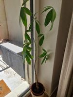 Money plant 120 cm