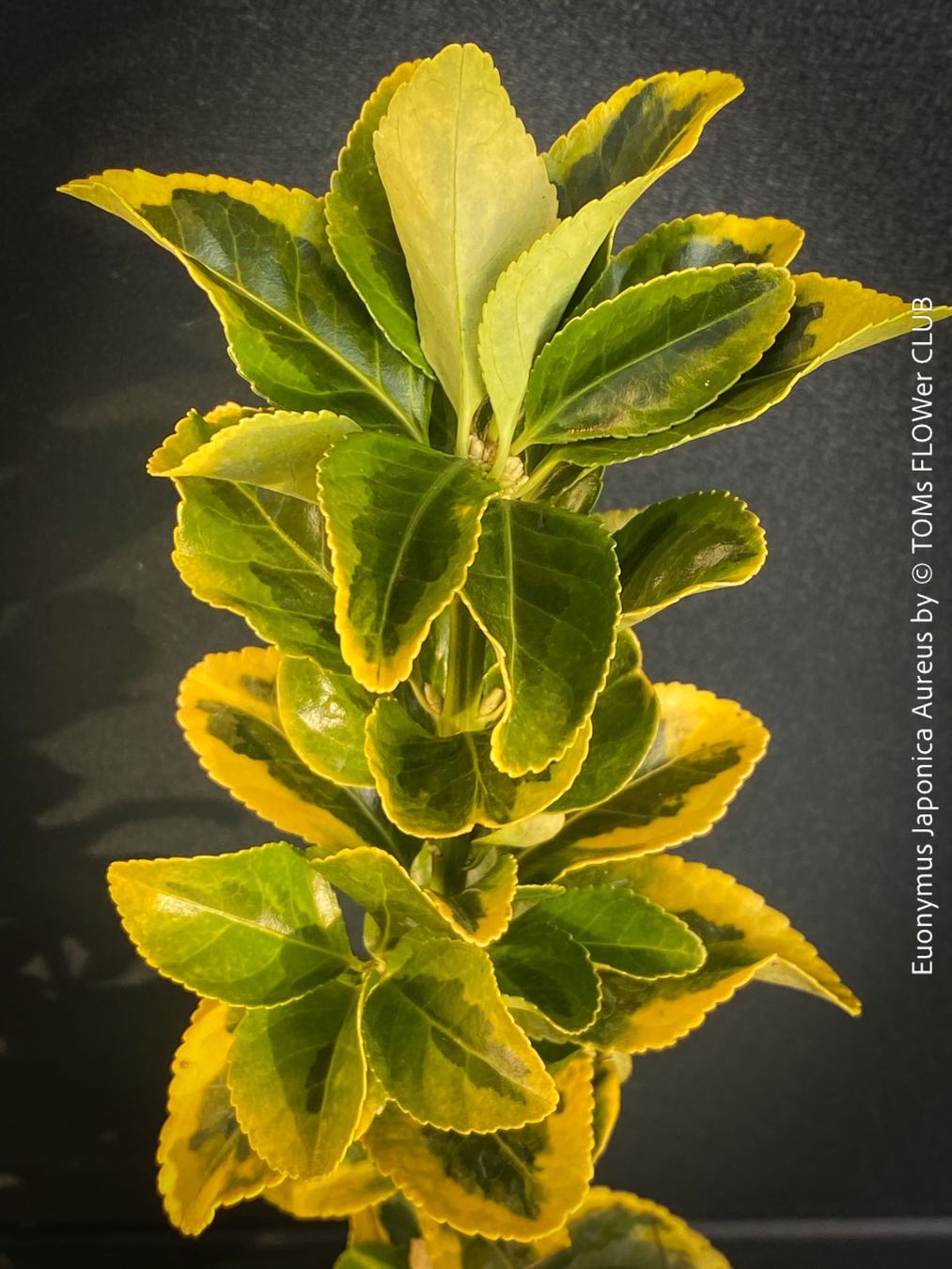 Pflanzen & Samen: Euonymus Japonicus ‘Aureus’ oder 'Bravo' - immergrün – Neu und originalverpackt aus Adliswil von TAKEYOURPLANT 5