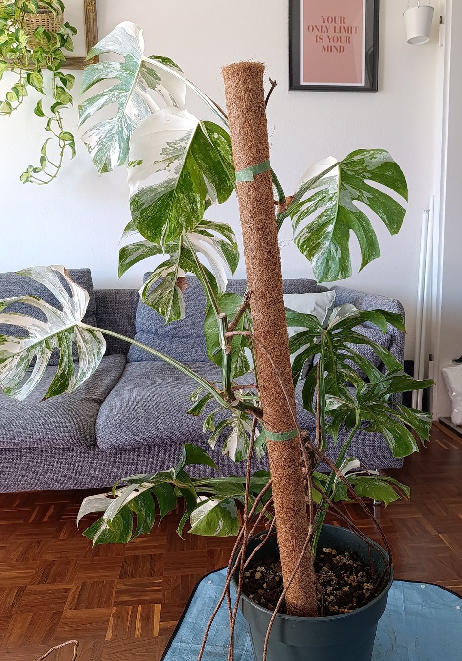 Piante & sementi: Grosse Monstera Deliciosa Variegata – Usato da Baar venduto da L.isa28 5