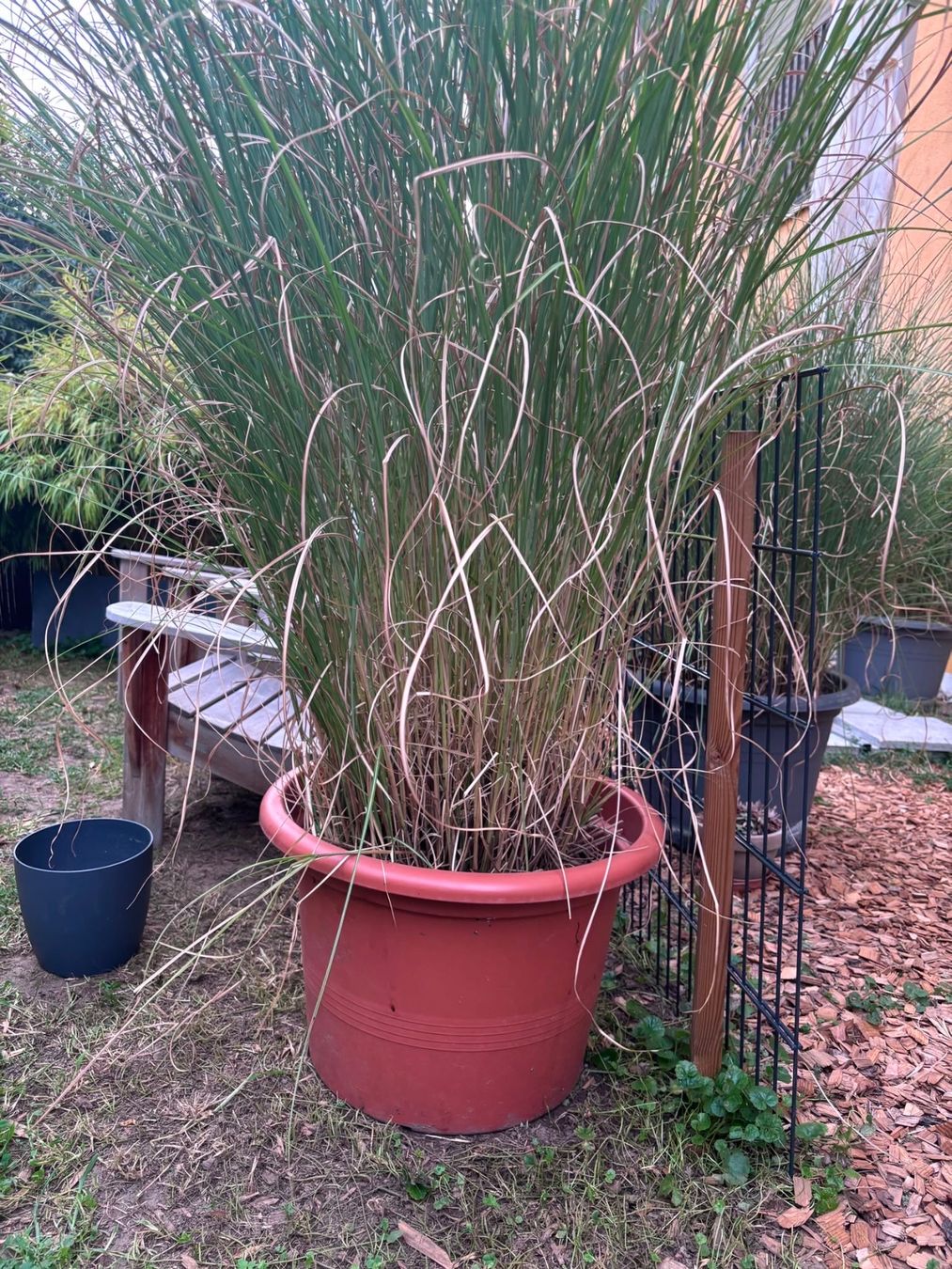 Pflanzen & Samen: Grosses Gras/Chinaschilf (Miscanthus sin. 'Gracillimus') – Gebraucht aus Menziken von GareDuNord 1