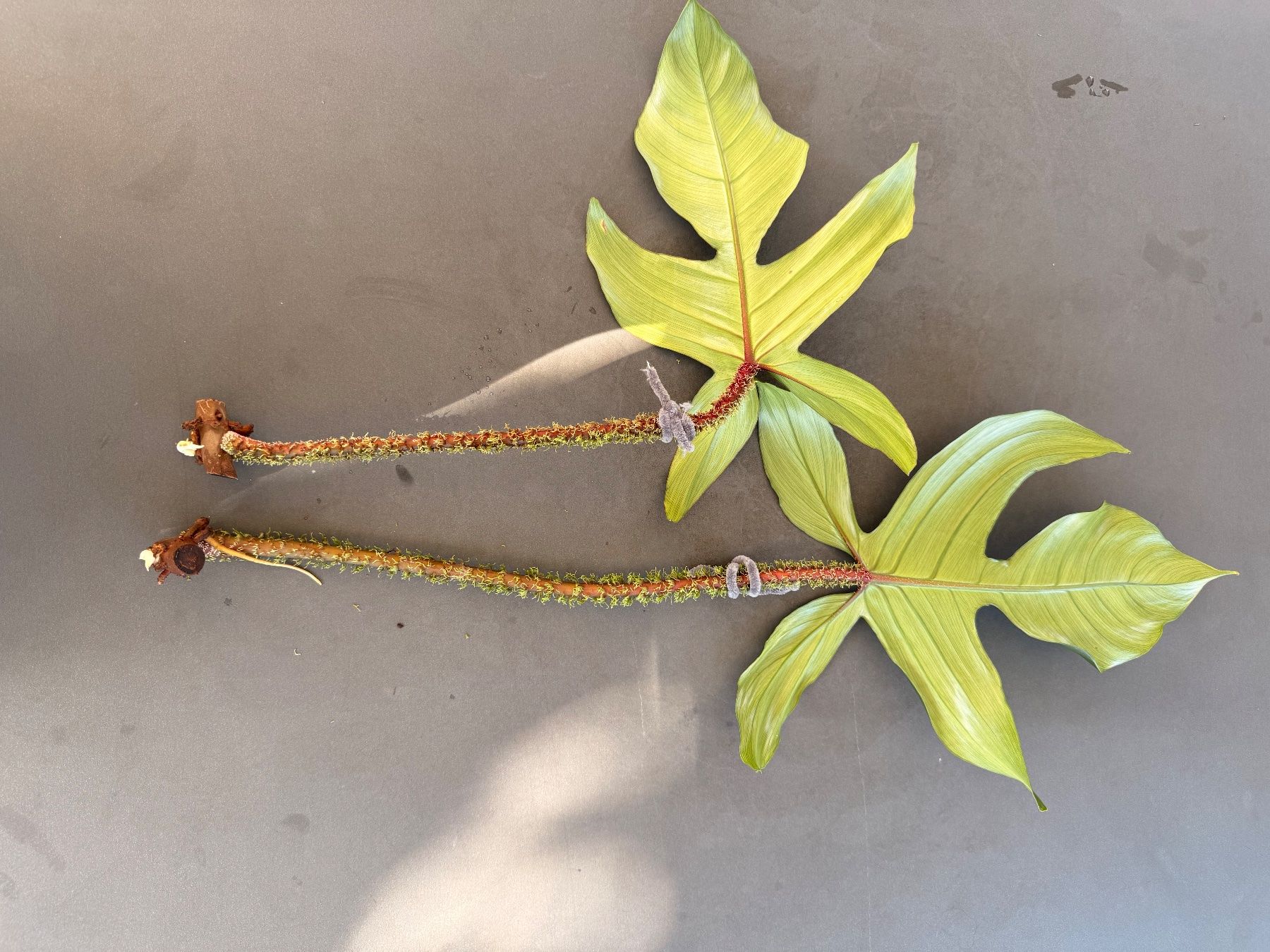 Piante & sementi: Philodendron Squamiferum 3/3 – Usato da Rafz venduto da jca_98p5 1