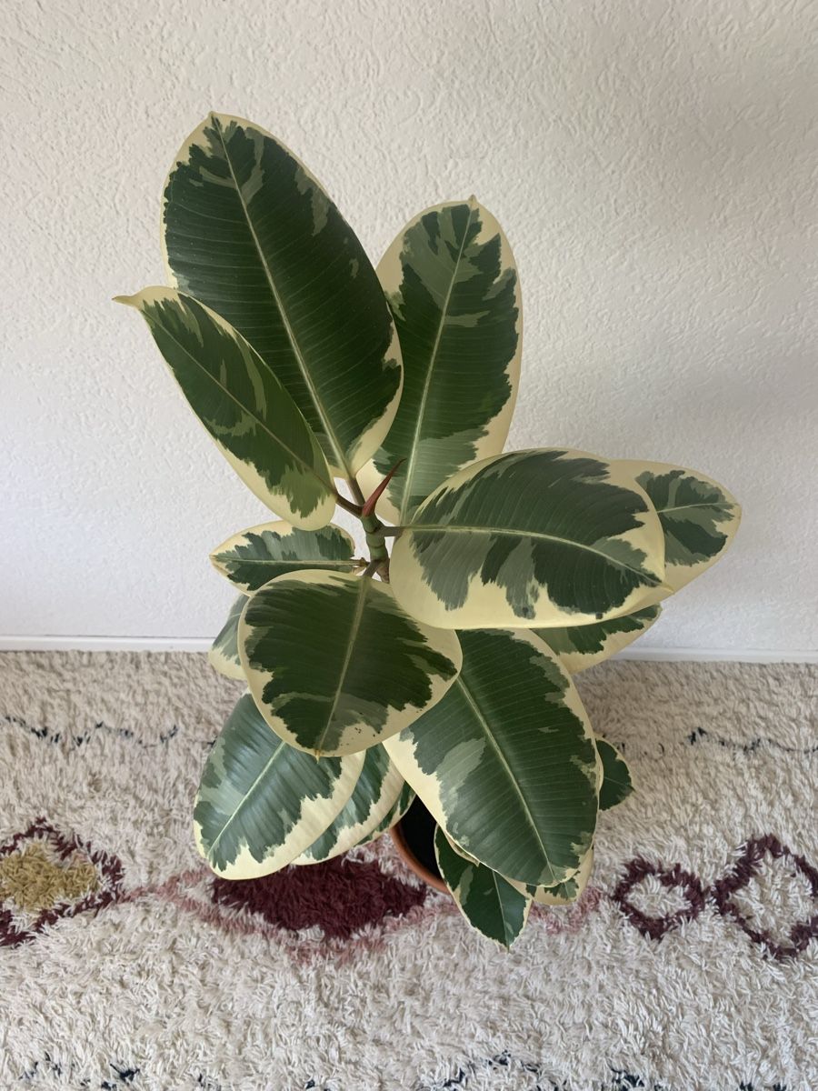 Piante & sementi: Ficus Elastica – Usato da Liebefeld venduto da mil_86qp 1