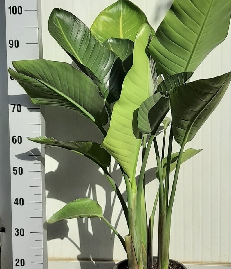 XL Strelitzia " Augusta "oder "Alba", 100 cm hoch NUR 1 STK! (Neu und  originalverpackt) in Rovio fr CHF 139  mit Lieferung auf Ricardo kaufen
