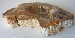 Versteinertes Holz, Aschenbecher / Vogeltränke