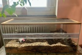 Grosses Terrarium - Top Zustand