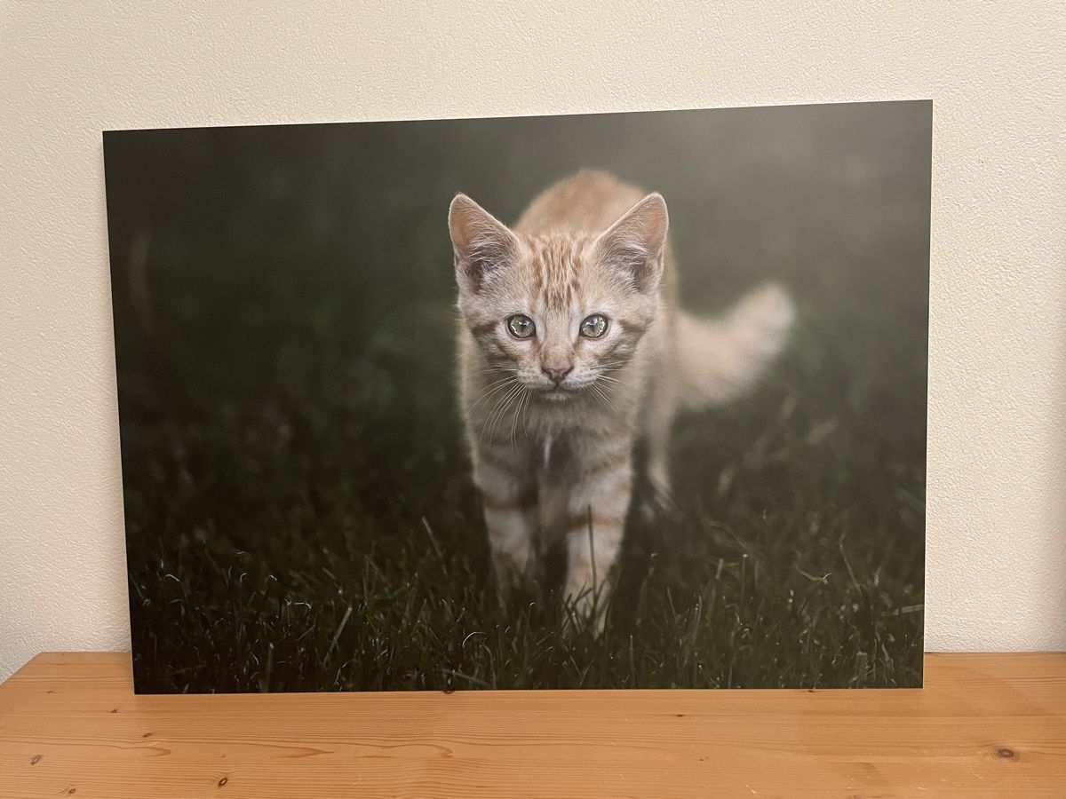 Poster & Bilder: Bild Katze – Neu (gemäss Beschreibung) aus Siebnen von Starlauf 1