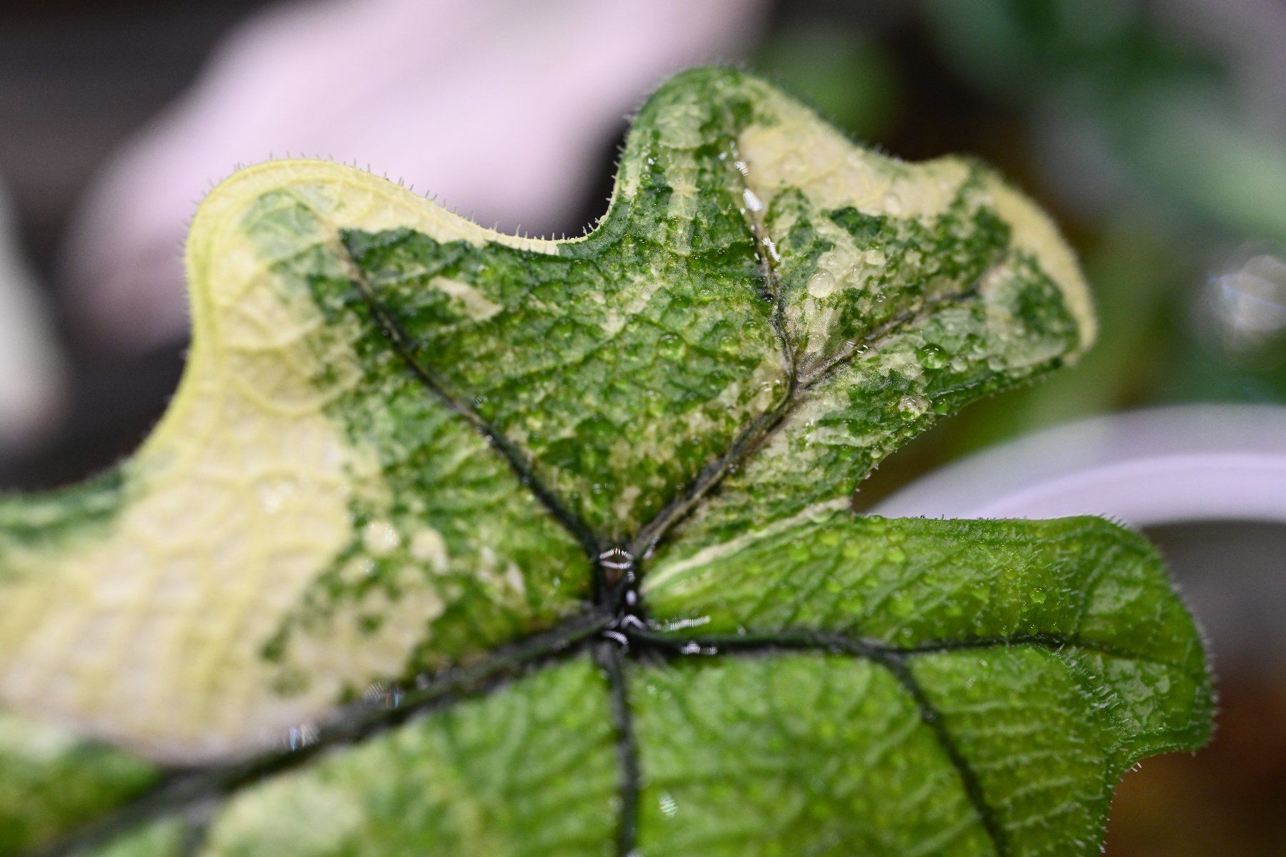 Piante & sementi: Alocasia Jacklyn albo – Usato da Crissier venduto da sleepingmouse 2
