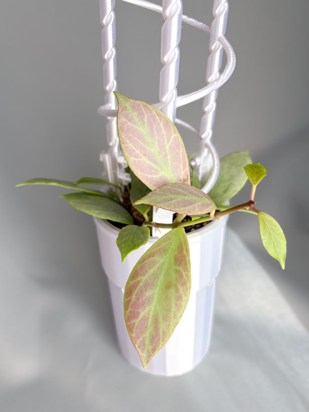Piante & sementi: Hoya Libra Sun – Nuovo (secondo la descrizione) da Seuzach venduto da animaplants 3