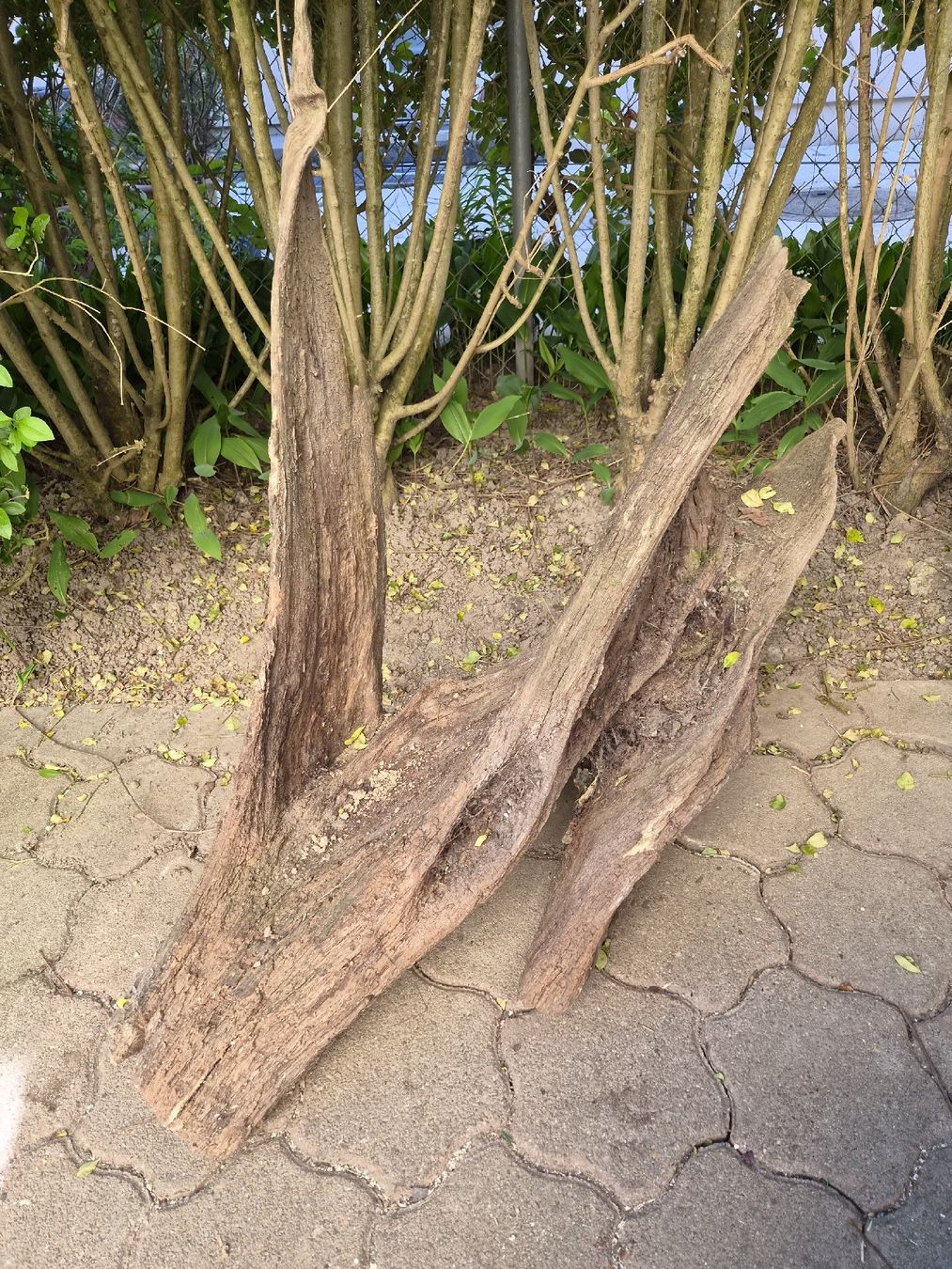 Articoli in legno: Einzigartiges Stück Eichen Wurzelholz für Garten oder Deko – Usato da Möhlin venduto da Lix