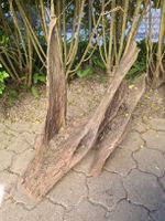 Einzigartiges Stück Eichen Wurzelholz für Garten oder Deko