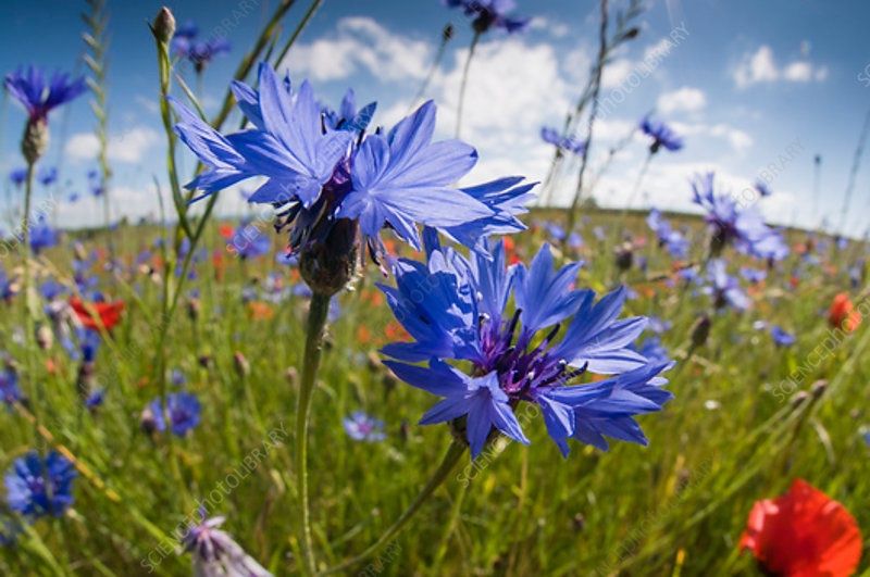 Pflanzen & Samen: 300 Samen WILDE KORNBLUME Wiesenblume – Neu (gemäss Beschreibung) aus Ehrendingen von VerveinaSamen 1