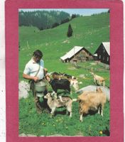 Alp Ziegen irgendwo ??