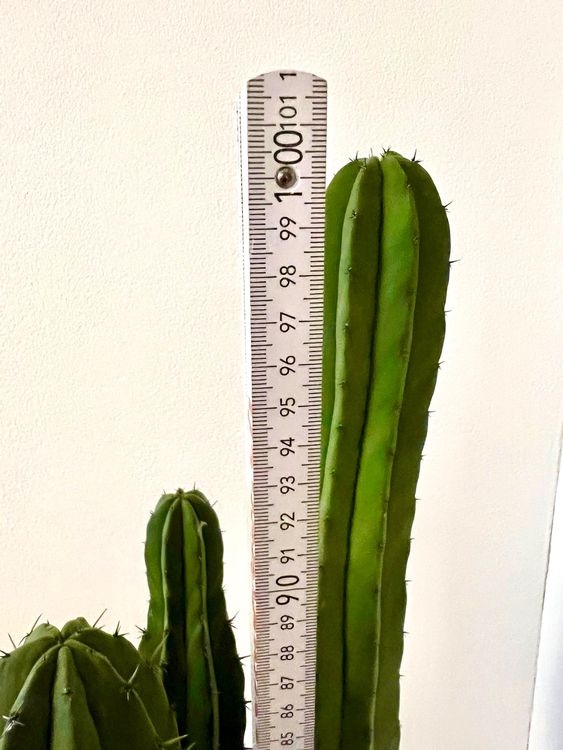 Exotenherz Stahlblauer Heidelbeerkaktus - Myrtillocactus Geometrizans 17cm Topf