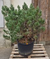 Schöne, gesunde Pinus sylvestris (Waldkiefer) zu verkaufen